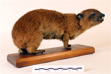 Zoologia: Damà roquer del Cap (<em>Procavia capensis</em>). Núm. Reg. 858/157 (Col·lecció Institut Vell de Girona, 2001).